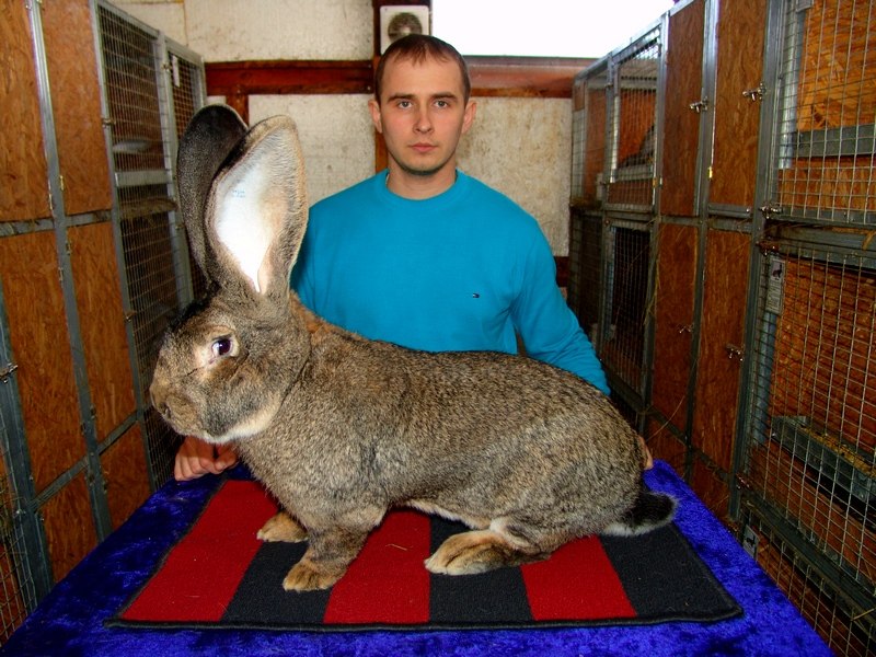 Где Можно Купить Породистых Кроликов