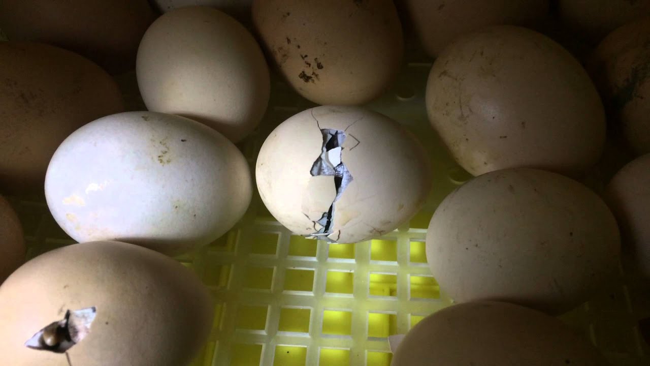 как сделать чтобы из яиц вылупились цыплята майнкрафт #5