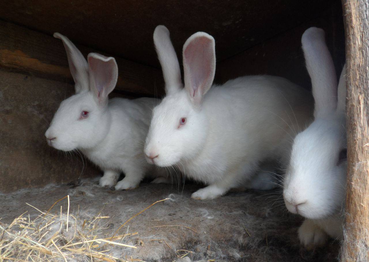 Три кролика фото