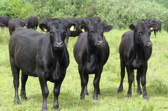 Лучшие мясо-молочные породы коров
