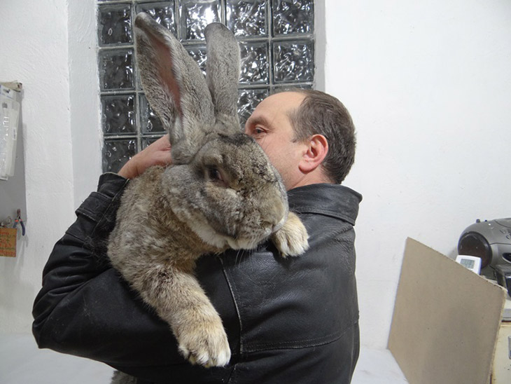 Самый большой кролик фото