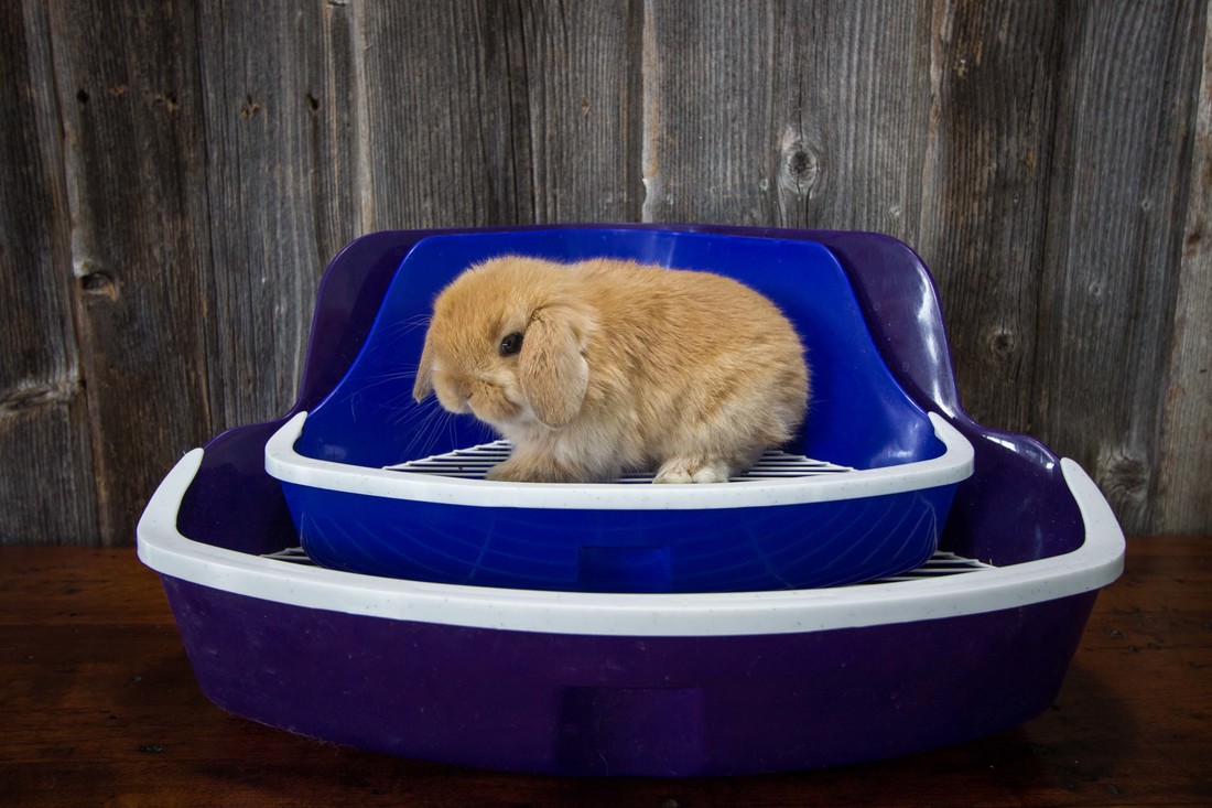 Декоративные кролики в доме: плюсы и минусы домашних пород и сколько они живут