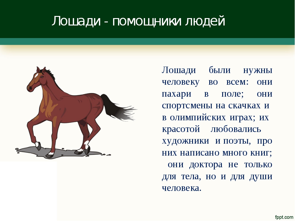 Гороскоп Про Лошадь