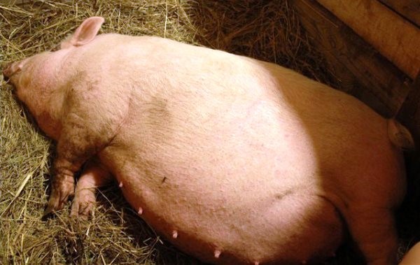 Опорос свиней: как принимать роды в домашних условиях