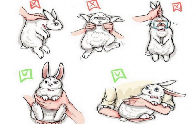 Содержание декоративных кроликов в домашних условиях для начинающих
