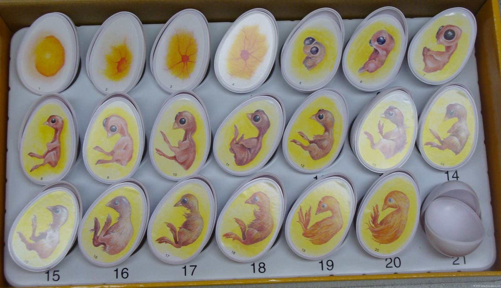 Яйца болтуны красивые фото и картинки