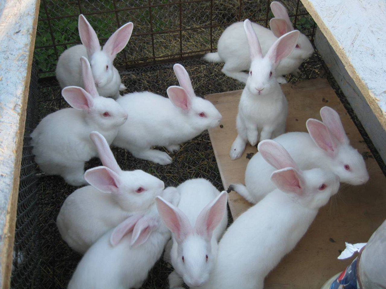 Где Можно Купить Кроликов Для Разведения