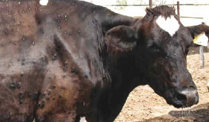 Болезни копыт у коров: пододерматит, копытная гниль