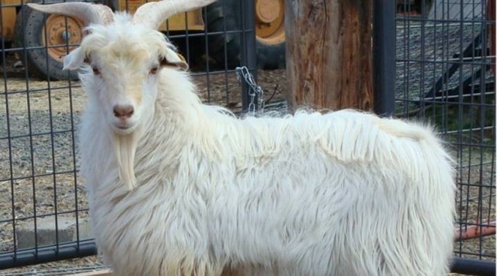 Особые приметы оренбургских пуховых коз: характеристики, условия содержания, размножение породы.