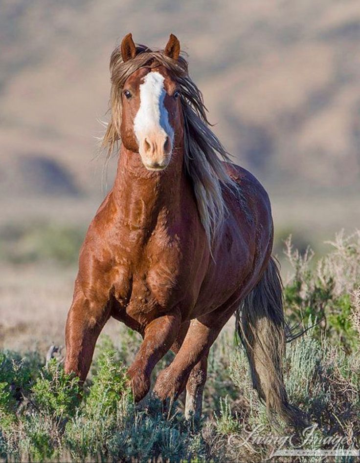 Кигер-мустанг — прекрасная и благородная порода лошадей