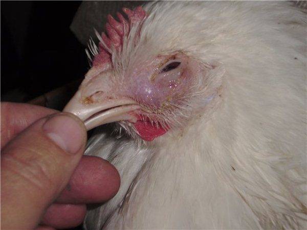 Описание заболевания сальмонеллез у кур: симптомы и методы лечения птиц