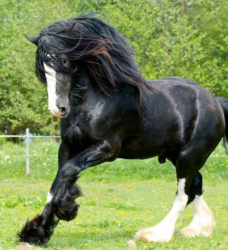 10 художественных произведений о лошадях, которые должен прочесть каждый лошадник!