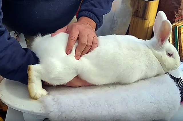 Глисты у кроликов – симптомы и лечение