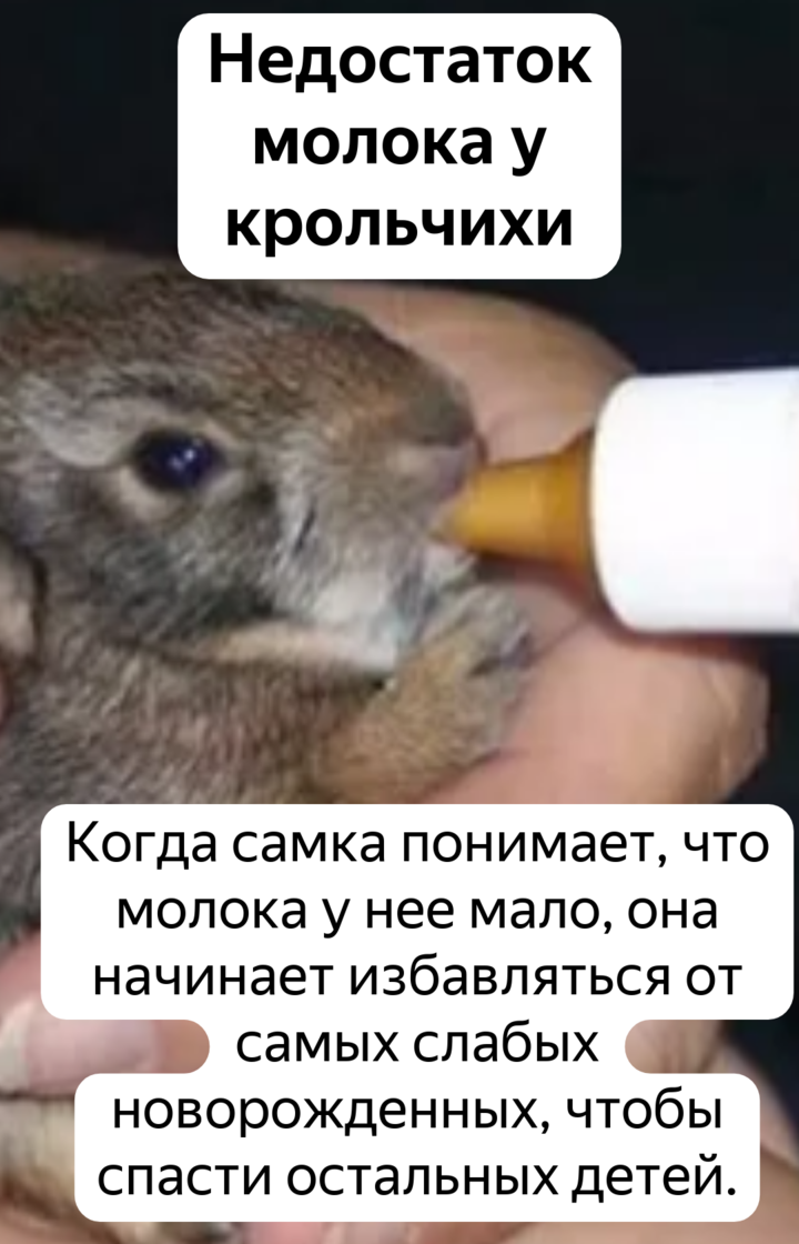 Крольчиха ест крольчат: почему, причины явления