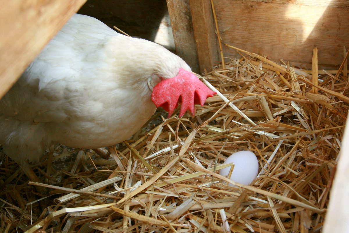 Куры клюют свои яйца – причина и что делать, как отучить?