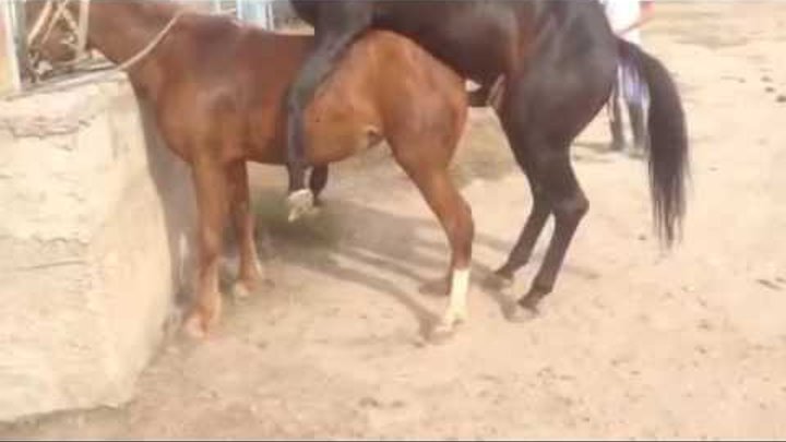 Разведение и размножение лошадей в домашних условиях