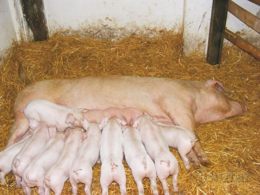 Свиньи породы ландрас — любимицы многих заводчиков