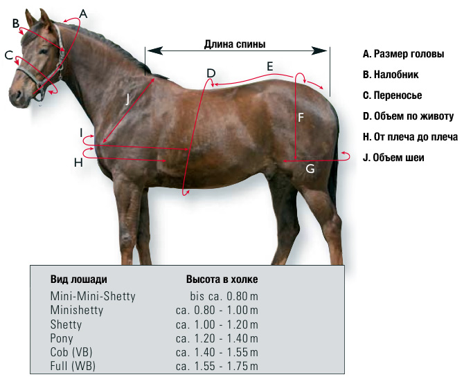 Сколько живут лошадь: что влияет на продолжительность жизни лошадей