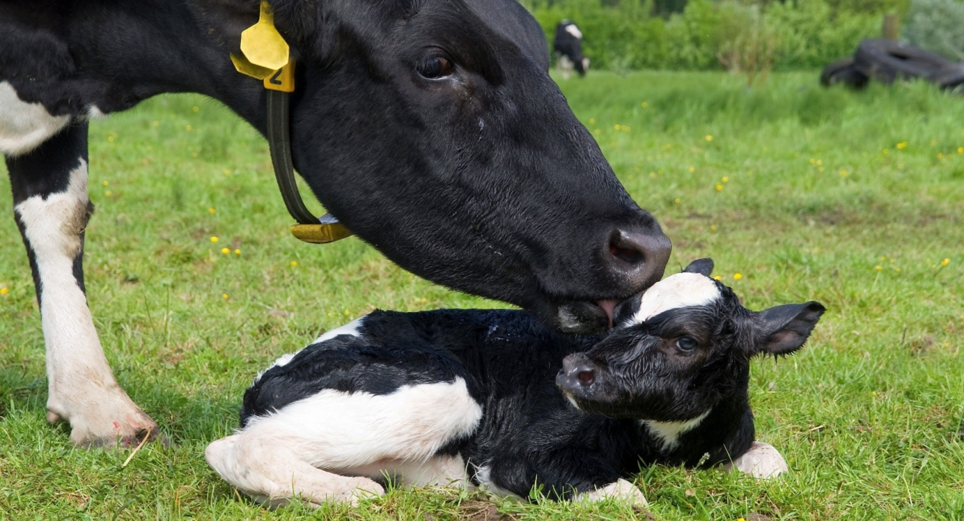 Правила и техники искусственного осеменения коров