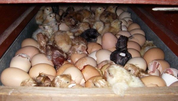 В каком возрасте курица садится на яйца