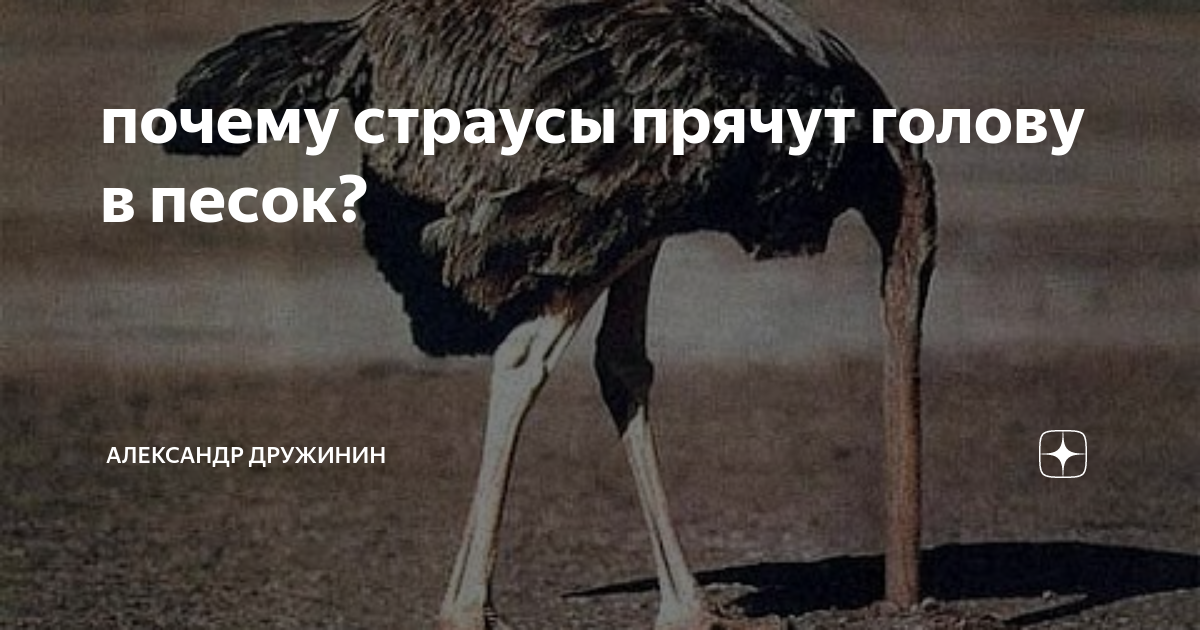 Почему страус прячет голову в песок: мифы и реальная причина