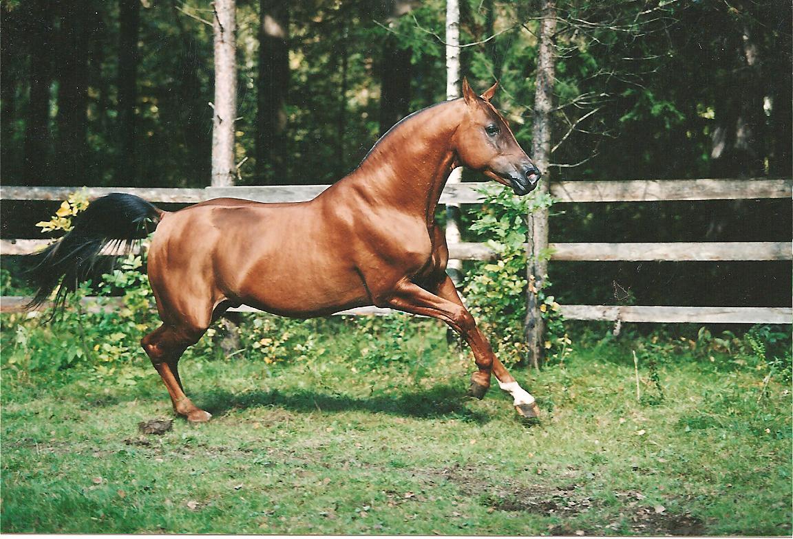 Буденновская порода лошадей: особенности и описание | мои лошадки