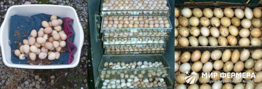 Как происходит инкубация яиц цесарок в домашних условиях?