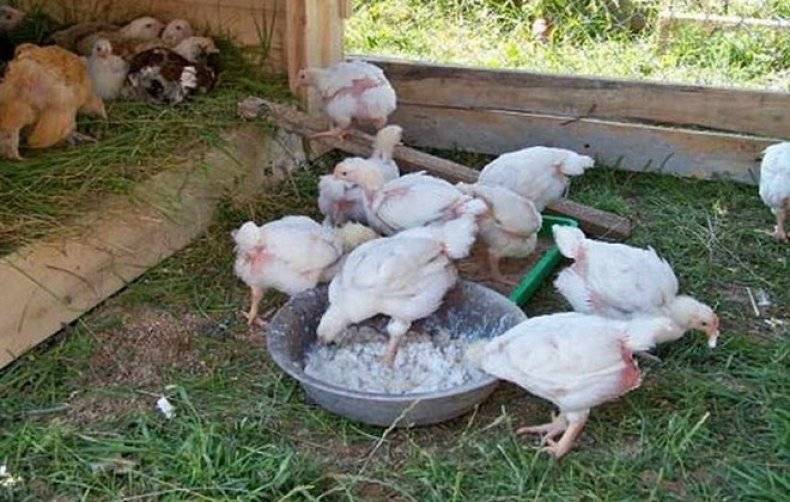 О кормлении цыплят бройлеров в домашних условиях для быстрого роста