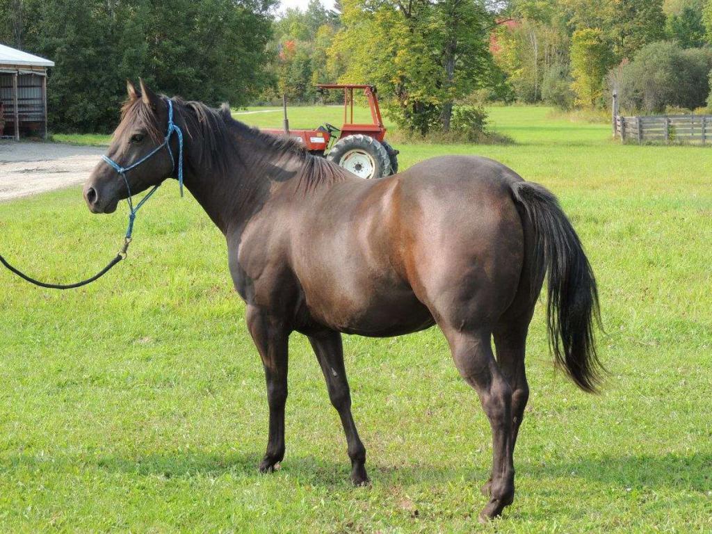 Кастрированный конь: определение, название, причины, специфические особенности ухода и содержания мерина