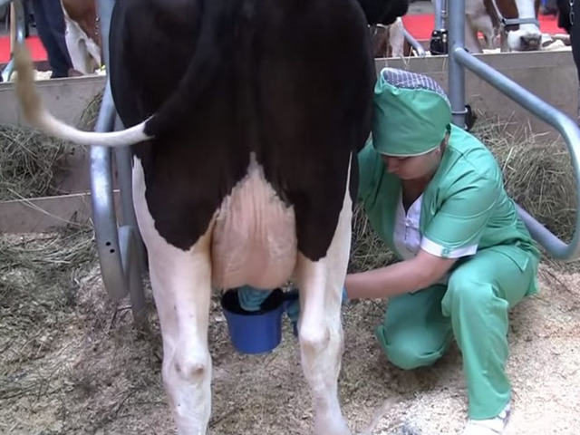 Как правильно доить корову? график и процесс.