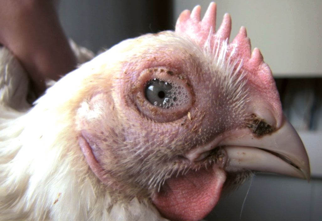 От чего дохнут куры и цыплята бройлеры: причины и их решение, обзор и видео