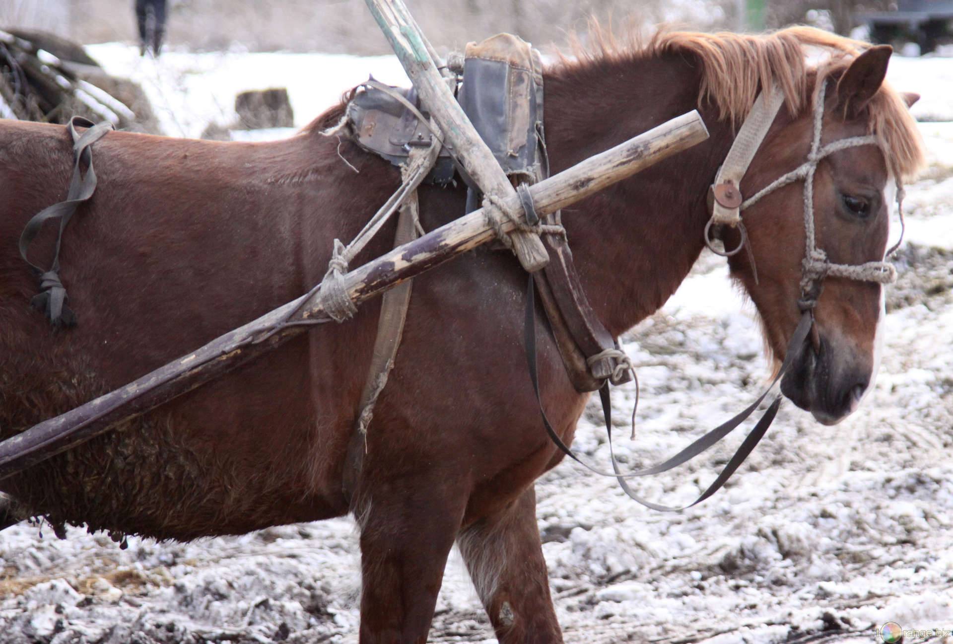 Как запрягают лошадь: способы запряжки с пошаговой инструкцией