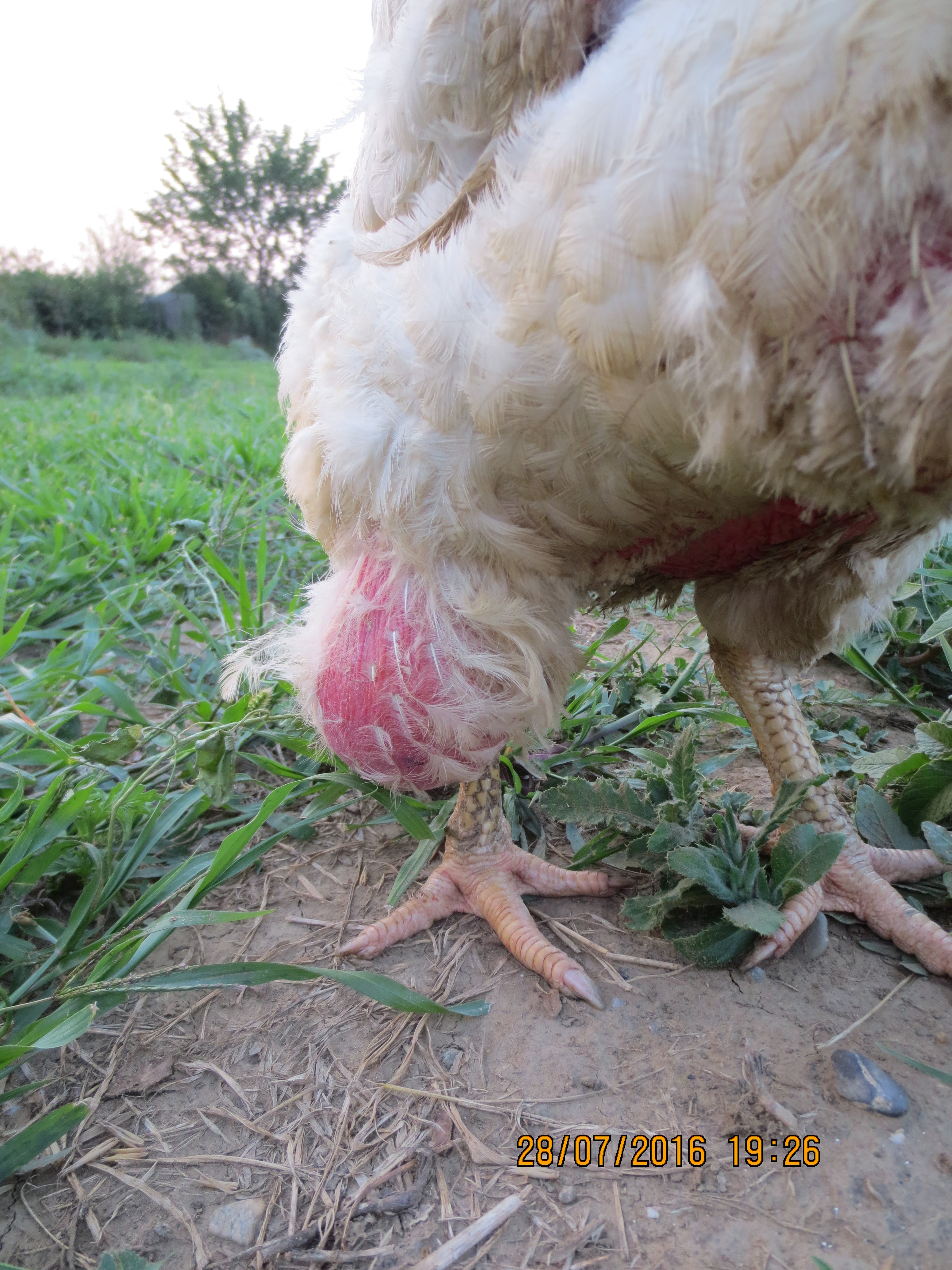 У цыпленка грязная клоака что делать — болезни цыплят симптомы и лечение