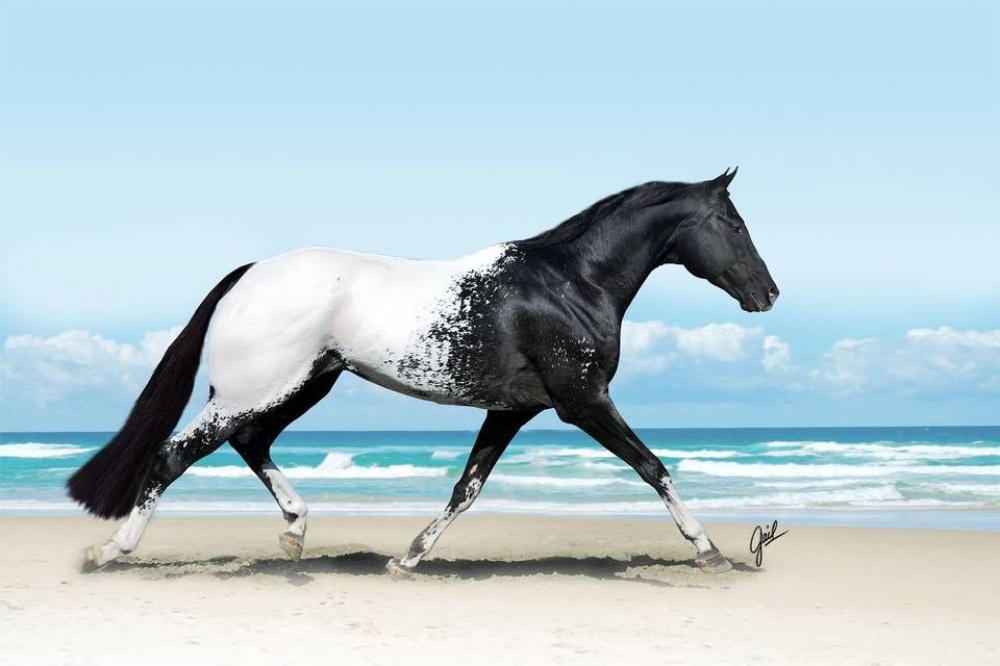 Породы лошадей: 150 фото, названия, описание, особенности и назначение лошади