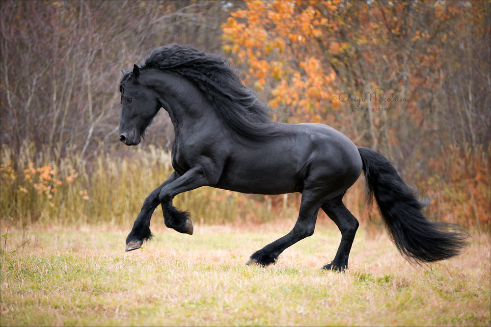 Фризская порода лошадей: история, описание, фото