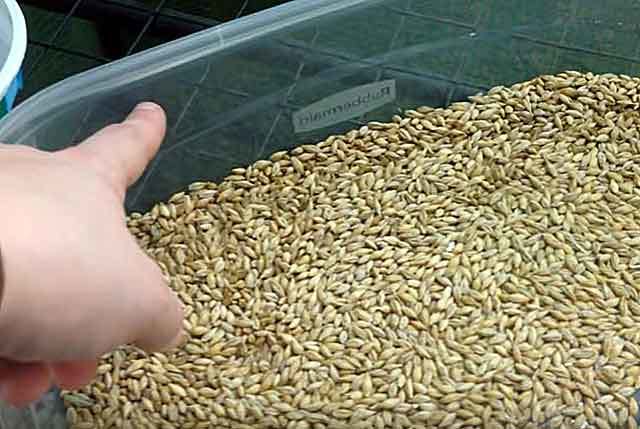 Пророщенное зерно (пшеница, ячмень, овес) для кур, полезные свойства