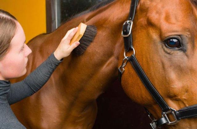 Как правильно содержать лошадь в домашних условиях