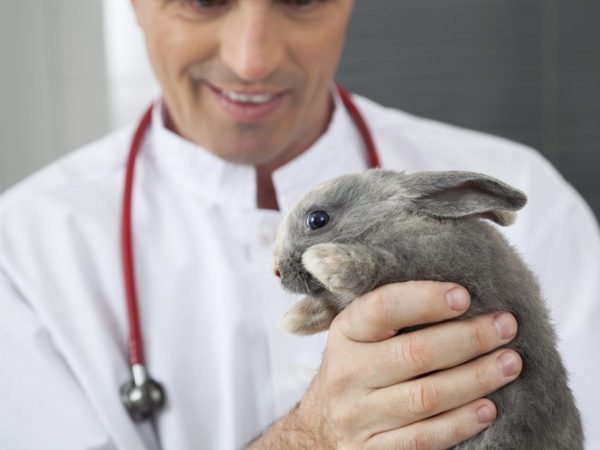 Кокцидиоз у кроликов - препараты для лечения и профилактики