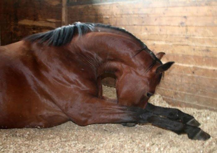 Болезни лошади (инфекционные, незаразные, инвазионные): диагностика, симптомы и лечение