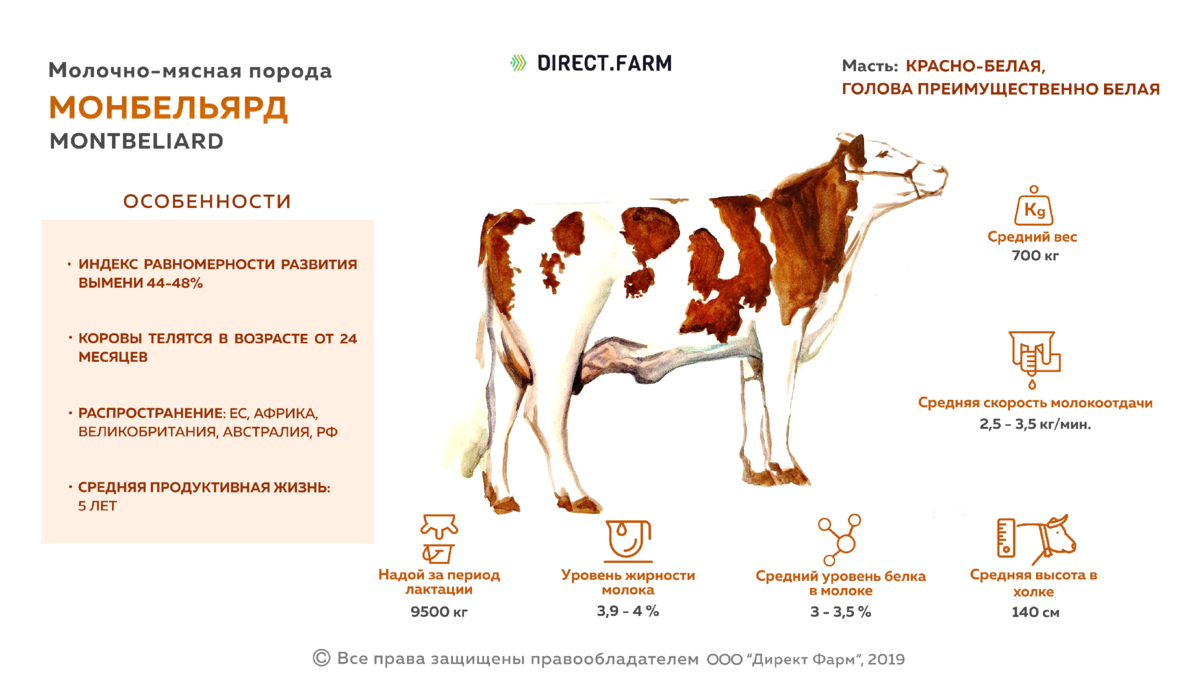 Молочное животноводство: породы и особливосты содержания