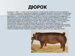 Содержание и разведение свиней породы дюрок