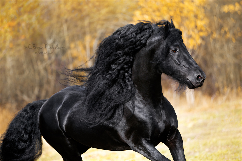 ✅ о фризской лошади: кони породы фриз, особенности и описание - tehnomir32.ru