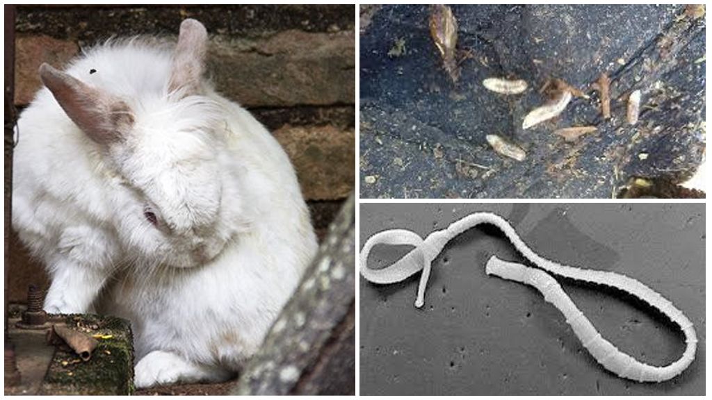 Глисты у кроликов: симптомы, лечение, препараты, профилактика - dc61.ru