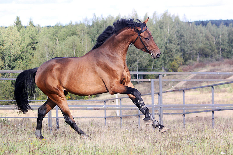 Буденновская лошадь: особенности и перспективы разведения