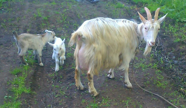 Лучшие молочные породы коз: описание и характеристика