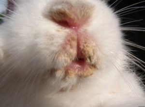 Стоматит у кроликов, чем он может быть вызван, как развивается и чем лечится 2020