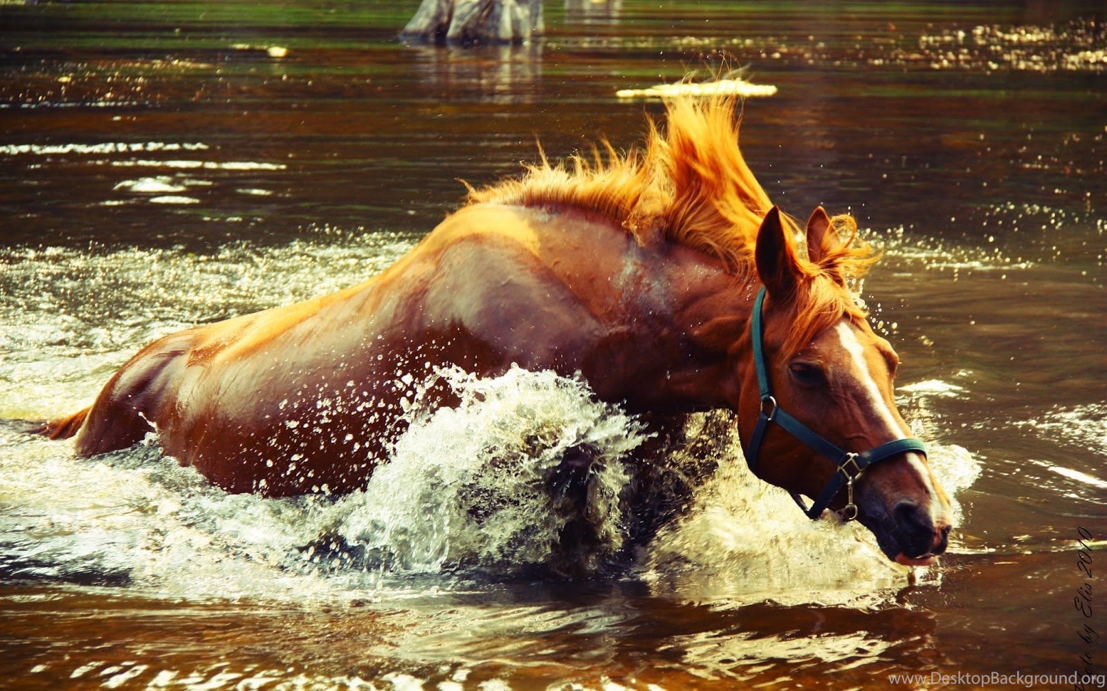 Стоит ли заводить лошадь? советы сомневающимся и начинающим коневладельцам