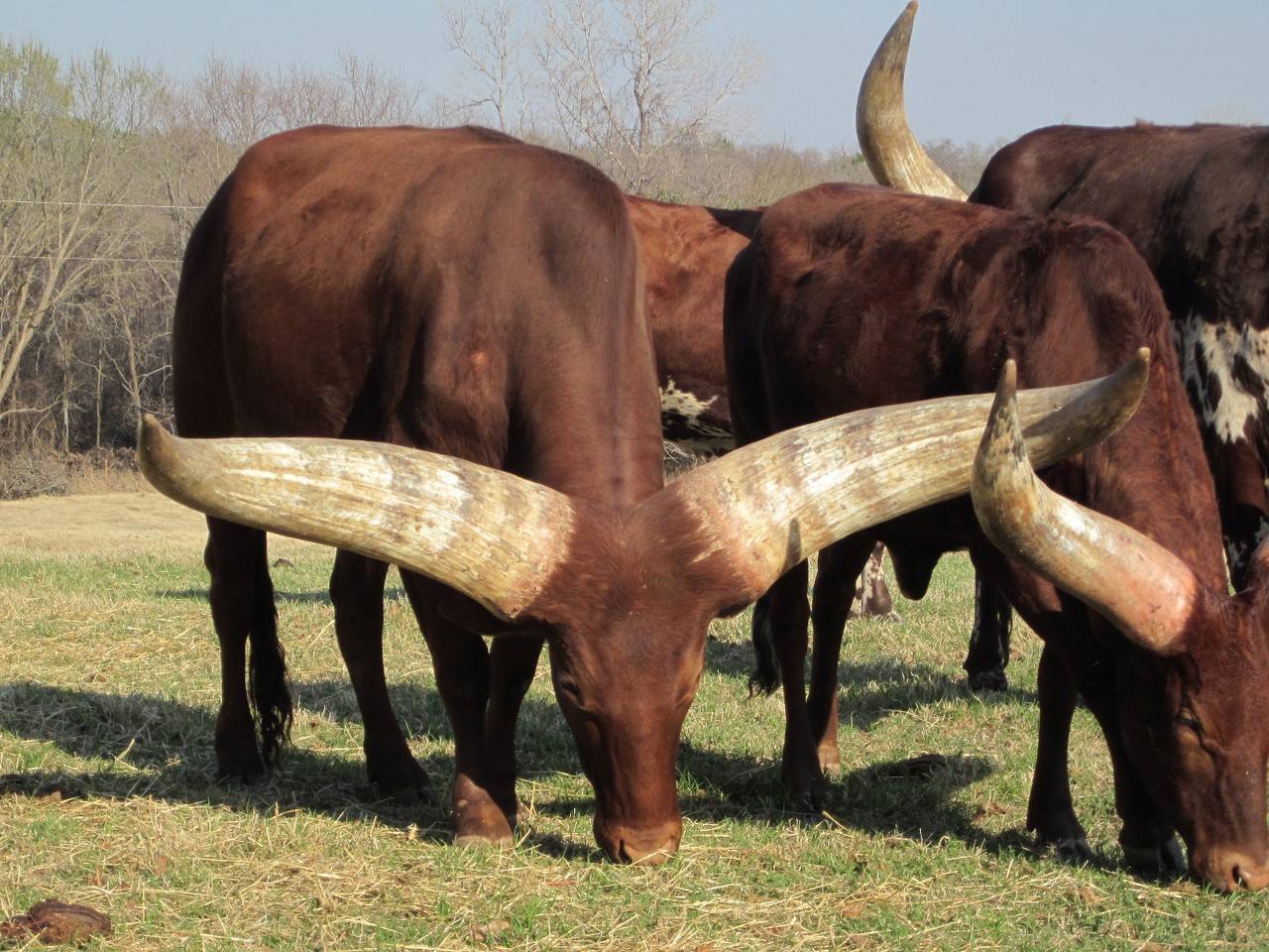 Быки: породы быков и их характеристики. мясные породы быков