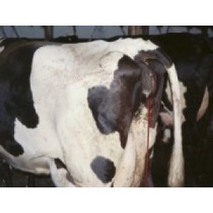 У стельной коровы кровяные выделения причина