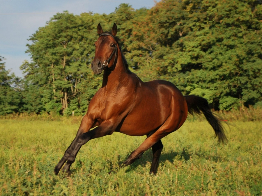 Тракененская порода лошадей.история и фото породы | мои лошадки